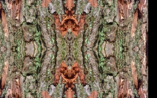 Tapeta strom_symmetry_vector