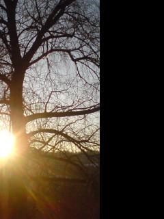 Tapeta strom_v_slunci