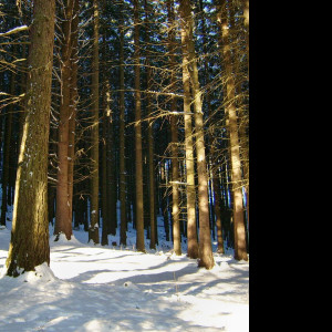 Tapeta stromy_v_zimnim_lese