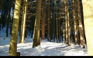 Tapeta stromy_v_zimnim_lese