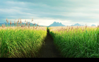 Tapeta sugar_cane