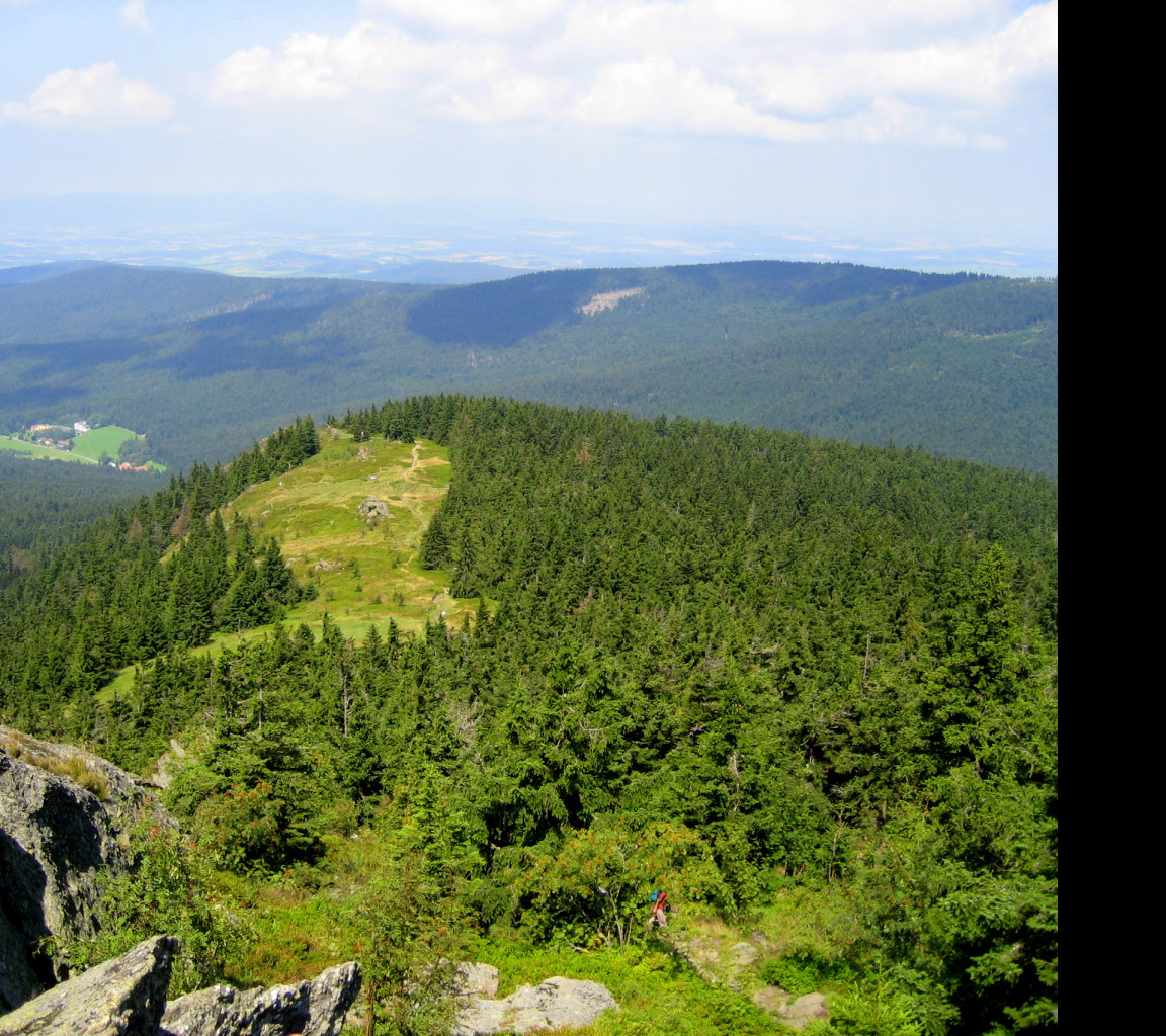Tapeta sumava