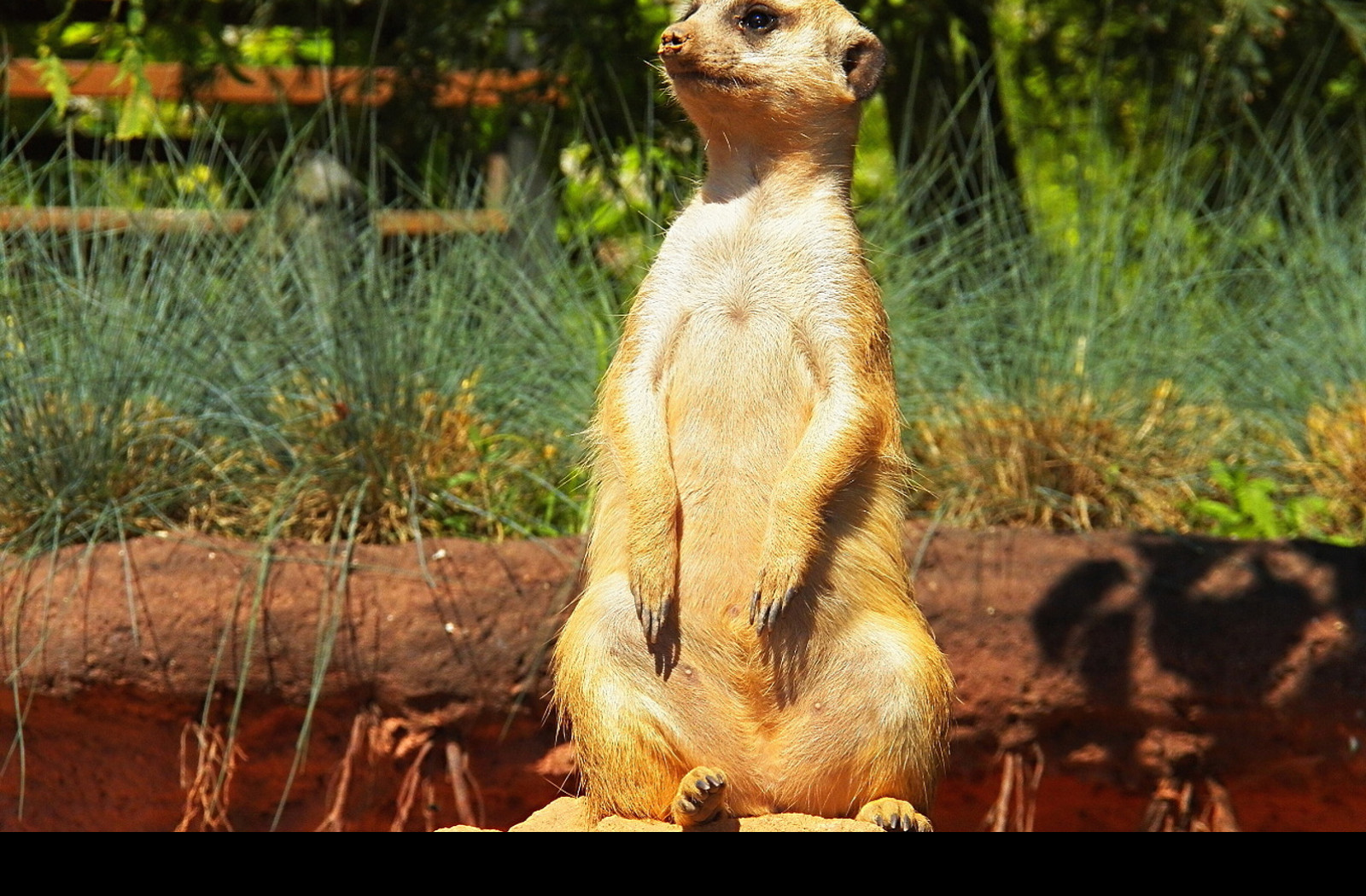 Tapeta surikata_v_zoo