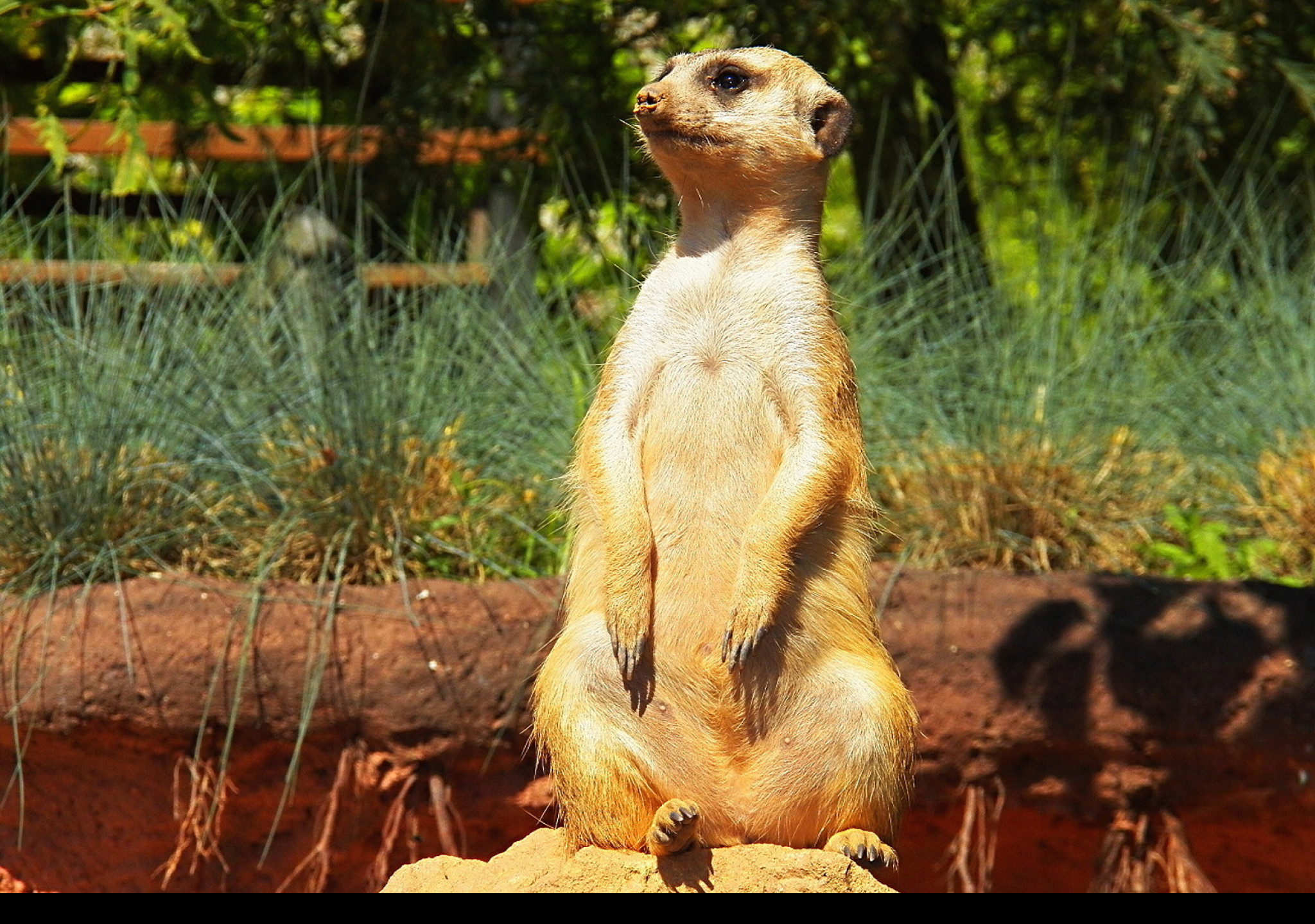 Tapeta surikata_v_zoo