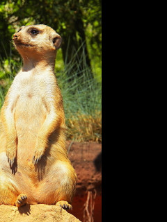 Tapeta surikata_v_zoo