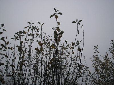 Tapeta: Svitavská podzimní mlha 01