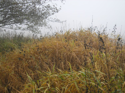 Tapeta: Svitavsk podzimn mlha 10
