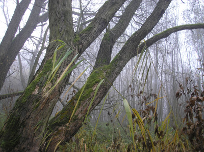 Tapeta: Svitavsk podzimn mlha 24