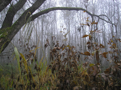 Tapeta: Svitavsk podzimn mlha 25