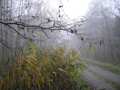 Tapeta: Svitavsk podzimn mlha 28