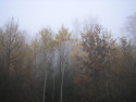 Tapeta Svitavská podzimní mlha 43