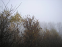 Tapeta Svitavská podzimní mlha 44