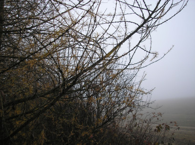 Tapeta: Svitavsk podzimn mlha 45