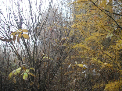 Tapeta: Svitavsk podzimn mlha 48