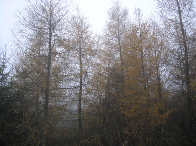 Tapeta: Svitavsk podzimn mlha 55