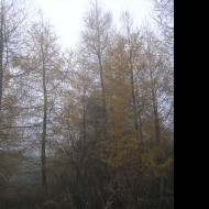 Tapeta svitavska_podzimni_mlha_55