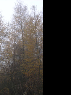 Tapeta svitavska_podzimni_mlha_55