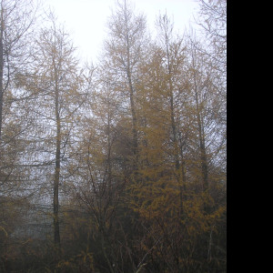 Tapeta svitavska_podzimni_mlha_55