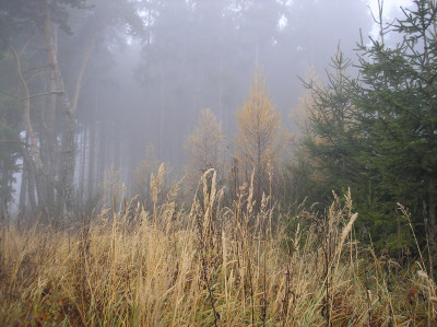 Tapeta: Svitavsk podzimn mlha 57