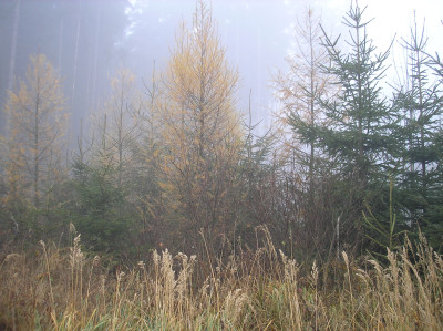 Tapeta: Svitavsk podzimn mlha 58