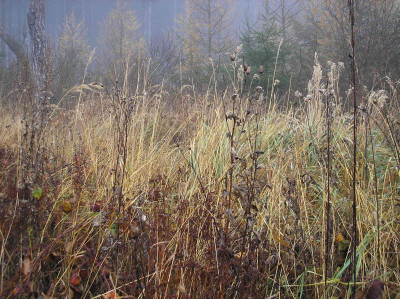 Tapeta: Svitavsk podzimn mlha 59