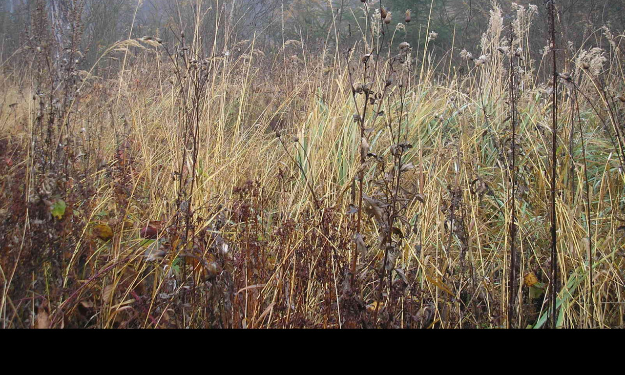 Tapeta svitavska_podzimni_mlha_59