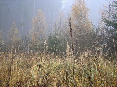 Tapeta: Svitavsk podzimn mlha 60