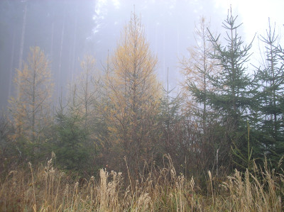 Tapeta: Svitavsk podzimn mlha 61