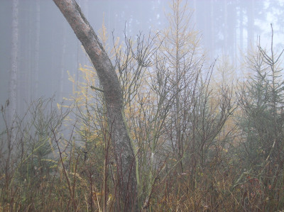 Tapeta: Svitavsk podzimn mlha 64