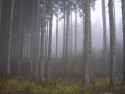 Tapeta Svitavská podzimní mlha 66