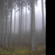 Tapeta svitavska_podzimni_mlha_66