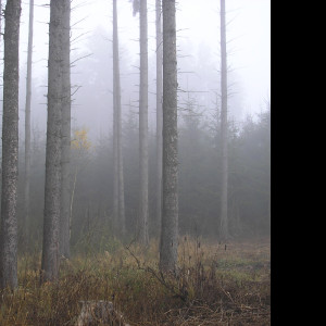 Tapeta svitavska_podzimni_mlha_67