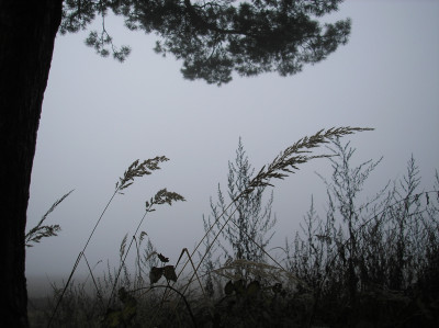 Tapeta: Svitavsk podzimn mlha 70