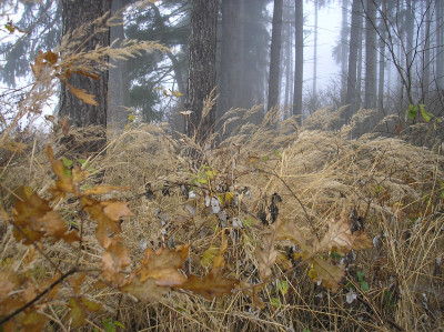 Tapeta: Svitavsk podzimn mlha 71