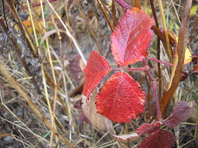 Tapeta: Svitavsk podzimn mlha 72
