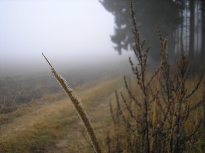 Tapeta: Svitavsk podzimn mlha 74