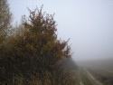 Tapeta Svitavsk podzimn mlha 76