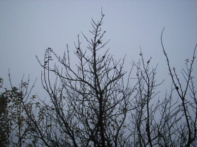 Tapeta: Svitavsk podzimn mlha 83