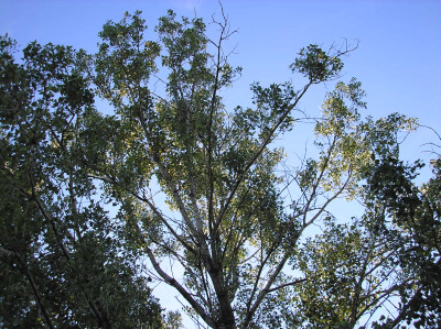 Tapeta: Svitavy-strom ve vtrolamu