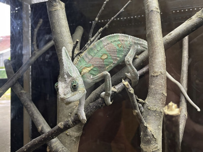Tapeta: Sympatick chameleon