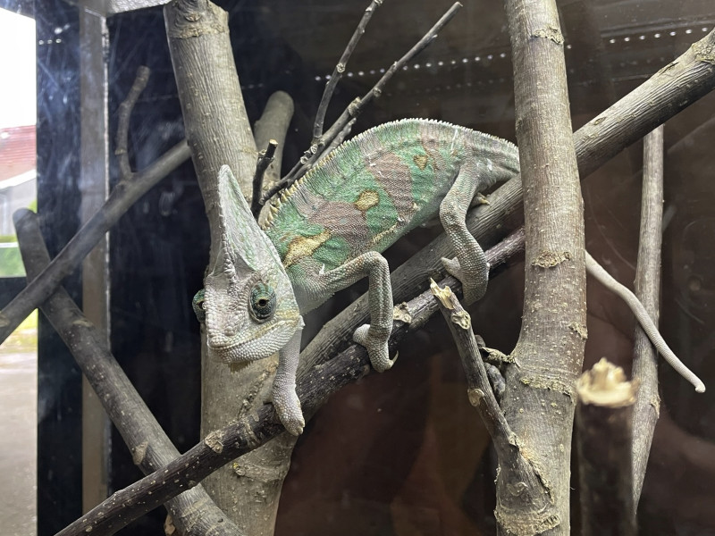 Tapeta sympaticky_chameleon