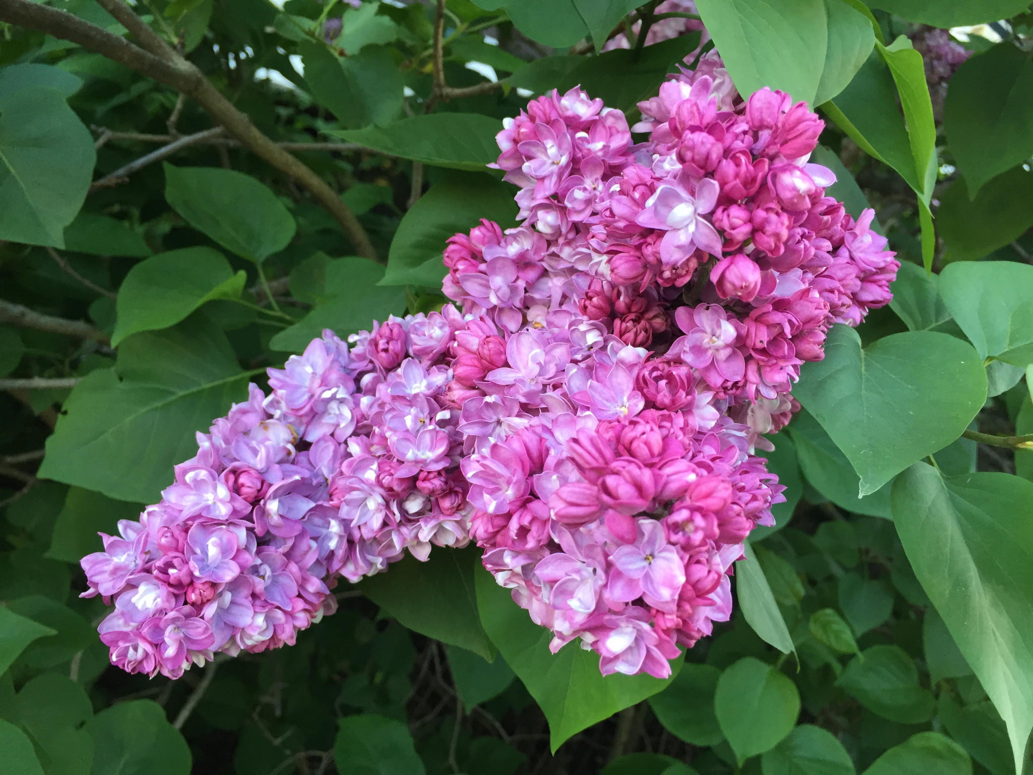 Tapeta syringa_vulgaris___serik