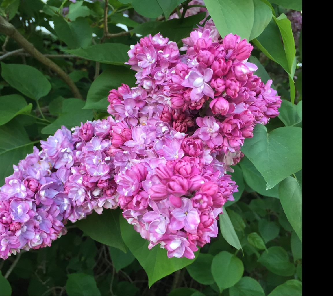 Tapeta syringa_vulgaris___serik