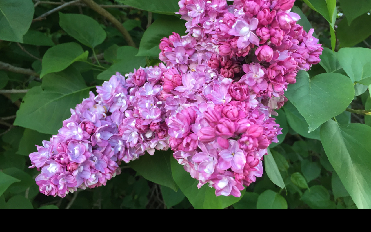 Tapeta syringa_vulgaris___serik