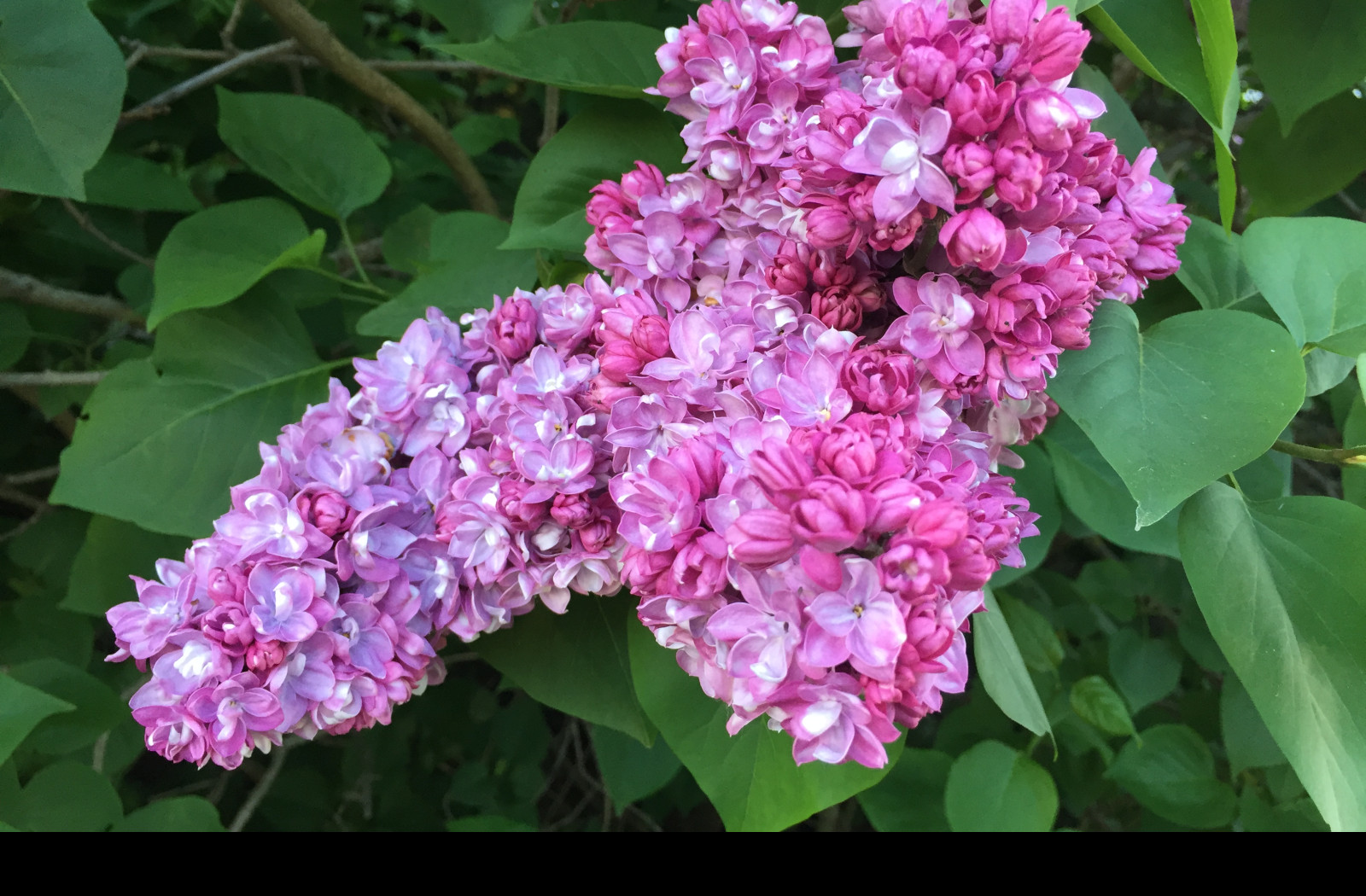 Tapeta syringa_vulgaris___serik