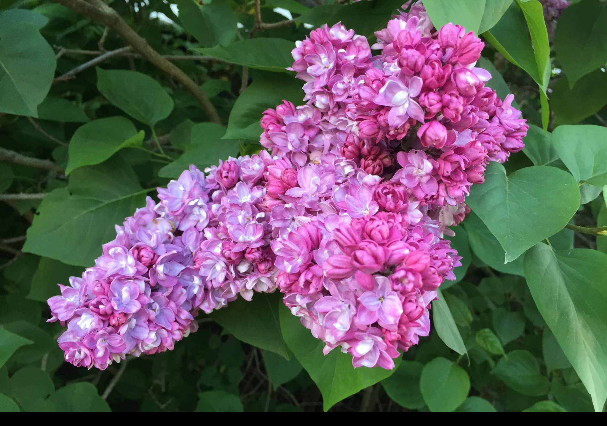 Tapeta syringa_vulgaris___serik