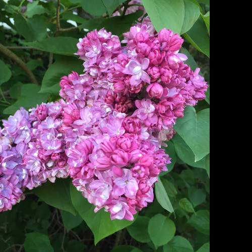 Tapeta syringa_vulgaris___serik