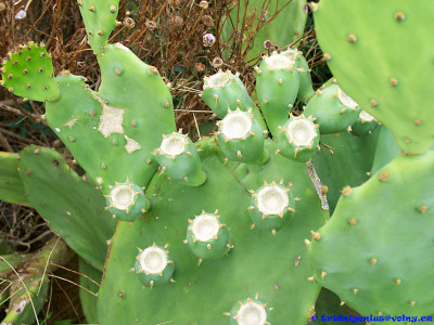 Tapeta: The Cactus