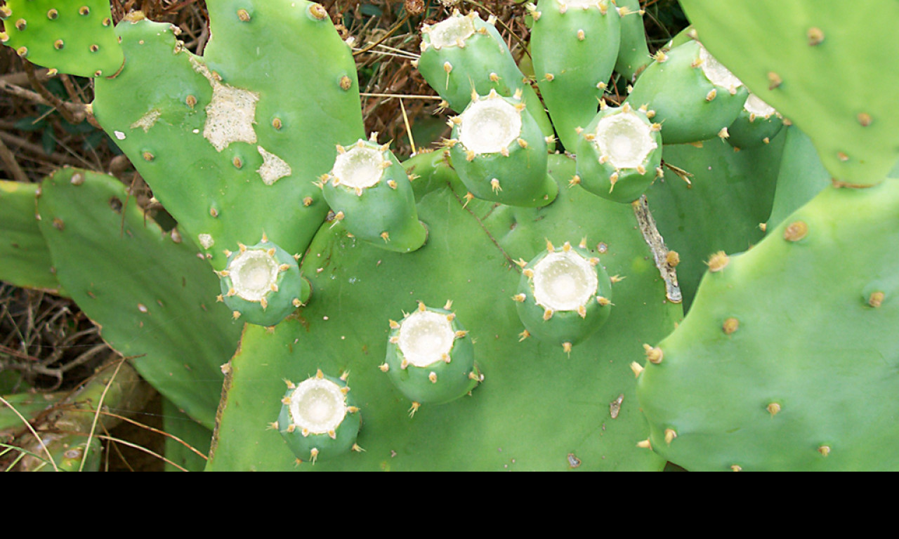 Tapeta the_cactus