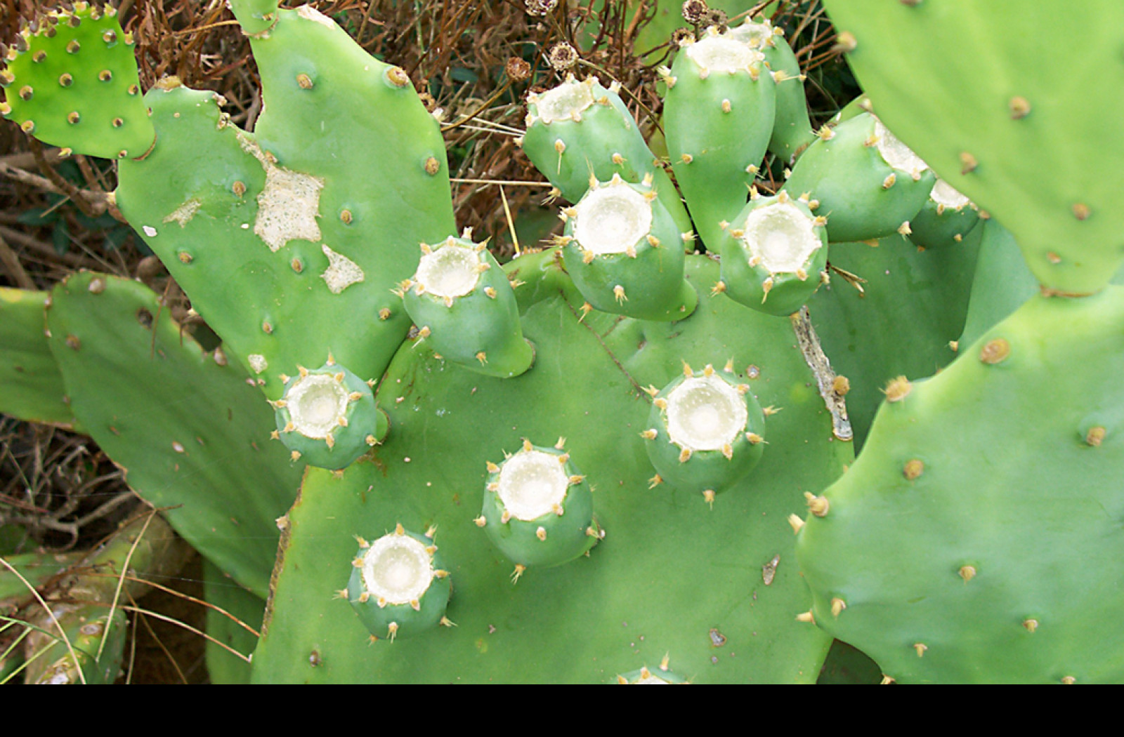 Tapeta the_cactus
